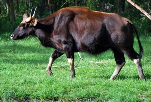 gaur-large