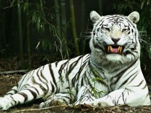 tigre-blanco-en-extincion